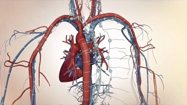 Строение сердечно-сосудистой системы оге по биологии